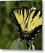 Yellow Butterfly #1 Metal Print