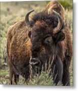 Yellowstone National Park Bison #1 Metal Print