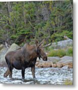 Young Bull Moose #1 Metal Print