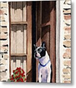 Boston Terrier #10 Metal Print