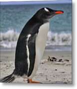 Gentoo Penguins Falkland Islands #10 Metal Print