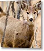 Mule Deer In The Pike National Forest #10 Metal Print