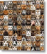 100 Cat Faces Metal Print