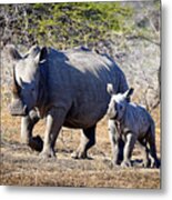 1033 Southern White Rhinoceros And Calf Metal Print