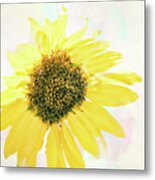 10845 Sunflower Metal Print