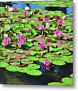 11 Lily Pad With Brilliant Flowers Metal Print