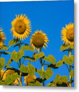 Field Of Sunflowers #12 Metal Print