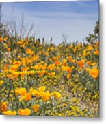 Antelope Valley Poppy Reserve #13 Metal Print