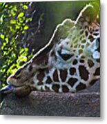 Zoo Scapes #13 Metal Print