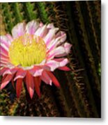 Pink Cactus Flower #14 Metal Print