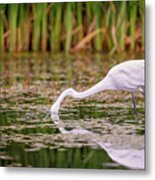 White, Great Egret #14 Metal Print