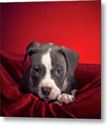 American Pitbull Puppy #15 Metal Print