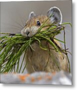 Pika With A Mouthful Metal Print