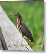 81- Green Heron Metal Print