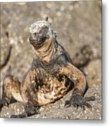Marine Iguana On Galapagos Islands #18 Metal Print