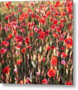 A Summer Full Of Poppies #2 Metal Print