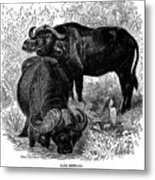 African Buffalo #2 Metal Print