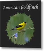American Goldfinch Metal Print