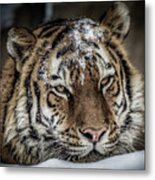 Amur Tiger #2 Metal Print