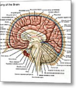 Anatomy Of The Brain, Illustration #2 Metal Print