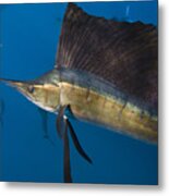 Atlantic Sailfish Istiophorus Albicans #2 Metal Print