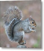 Autumn Squirrel #2 Metal Print