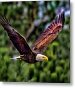 Bald Eagle #2 Metal Print