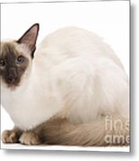 Balinese Cat #2 Metal Print