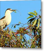 Black Crowned Night Heron #2 Metal Print