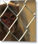 Caged Monkey #2 Metal Print