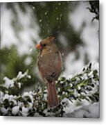 Cardinal In Snow #2 Metal Print