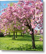 Cherry Blossom Tree #2 Metal Print