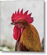 Cockerel #2 Metal Print