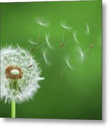 Dandelion Blowing #2 Metal Print