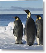 Emperor Penguin Aptenodytes Forsteri #2 Metal Print