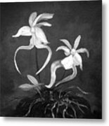 Ghost Orchids #2 Metal Print