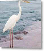 Great White Heron 1 Metal Print