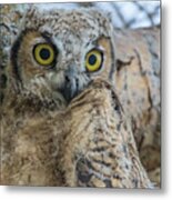 Juvenile Great Horned Owl #2 Metal Print