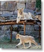 Lioness And Cubs #2 Metal Print
