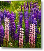 Lupin Flowers In Newfoundland 3 Metal Print