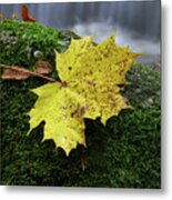 Maple Leaf On Boulder Covered With Moss #2 Metal Print