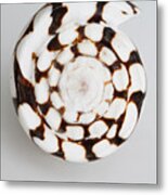 Marbled Cone Shell #2 Metal Print