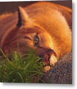 Mountain Lion  #2 Metal Print