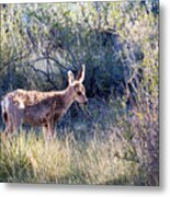 Mule Deer In Garden Of The Gods #2 Metal Print