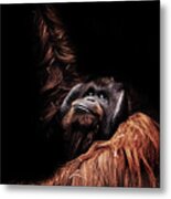 Orangutan #2 Metal Print