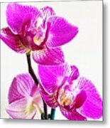 Orchid #2 Metal Print