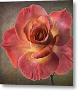 Peach Rose #2 Metal Print