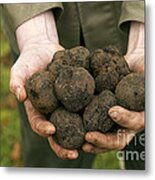 Perigord Truffle Tuber Melanosporum #2 Metal Print