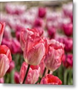 Pink Colored Tulips Metal Print