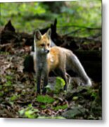 Red Fox Kit In The Woods #2 Metal Print